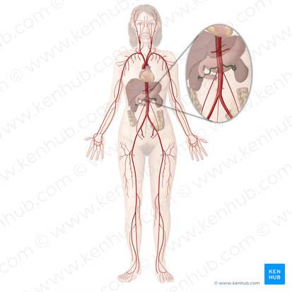 Artéria renal (Arteria renalis); Imagem: Begoña Rodriguez