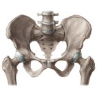 Bony pelvis