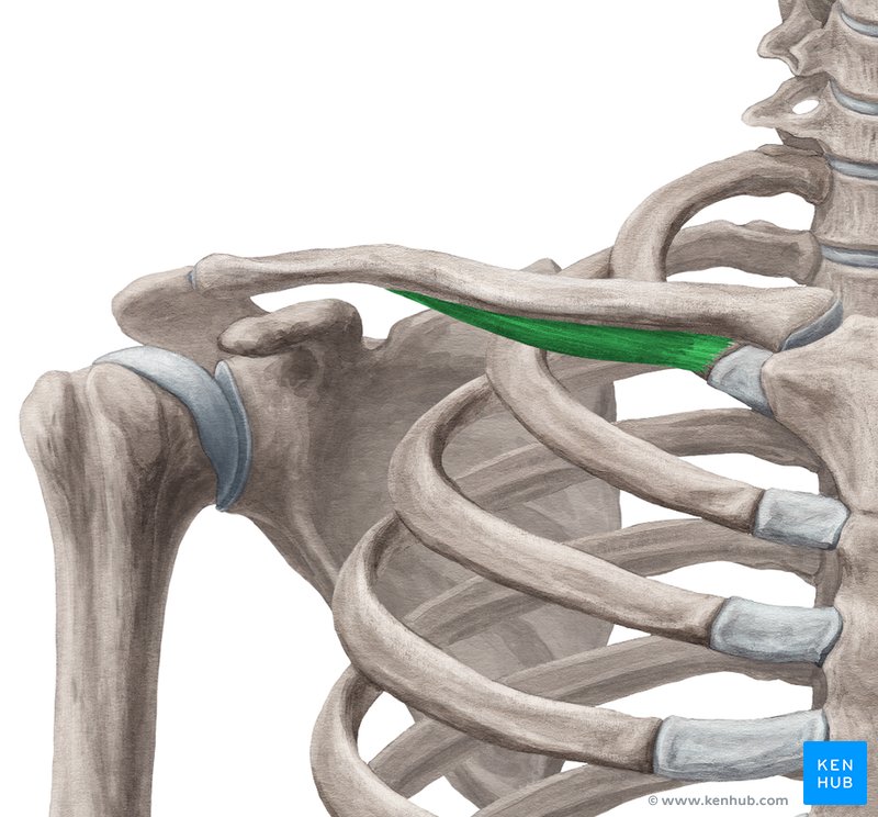 Subclavius muscle - ventral view