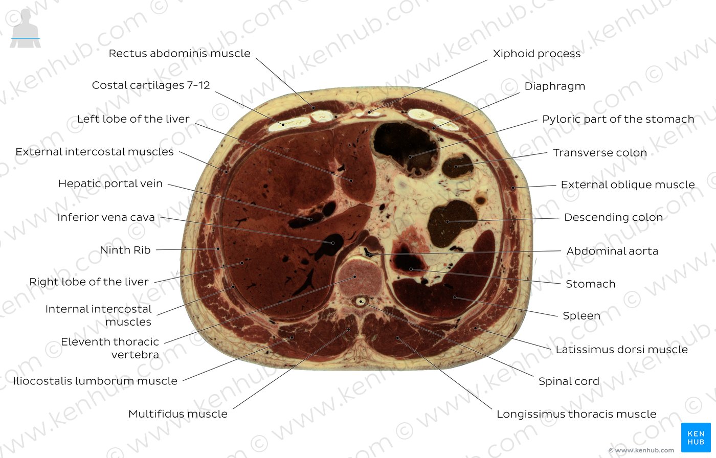 Cross section of the abdomen through T11: Diagram