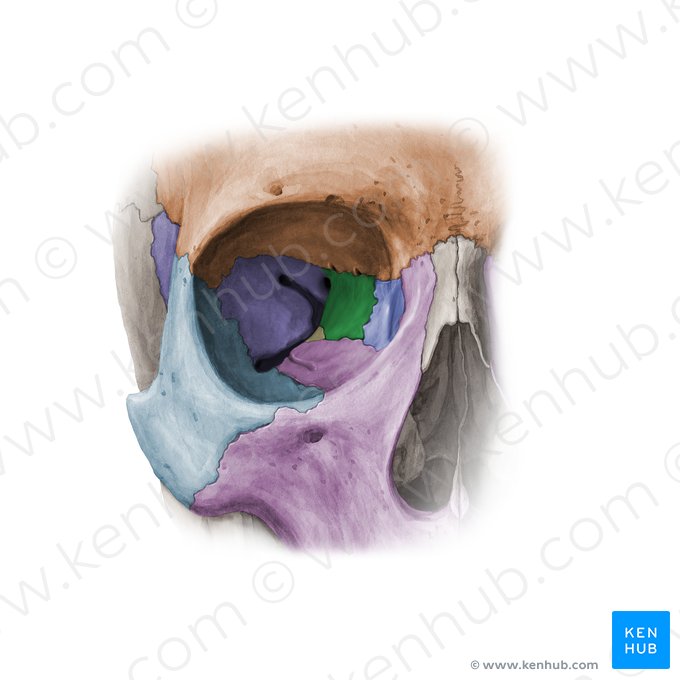 Orbital plate of ethmoid bone (Lamina orbitalis ossis ethmoidalis); Image: Paul Kim