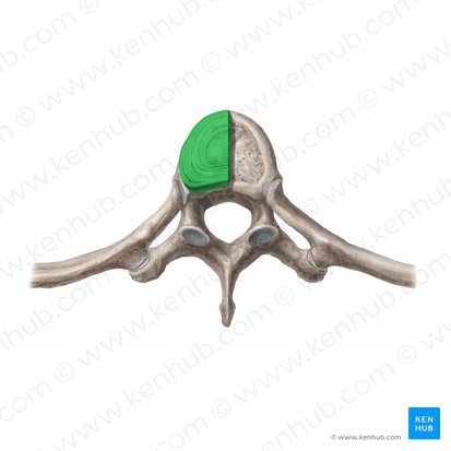 Disco intervertebral (Discus intervertebralis); Imagen: Begoña Rodriguez