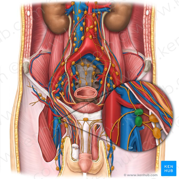 Linfonodos inguinais profundos (Nodi lymphoidei inguinales profundi); Imagem: Esther Gollan