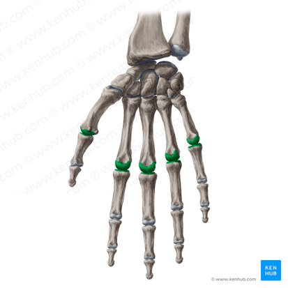 Metacarpophalangeal joints (Articulationes metacarpophalangeae); Image: Yousun Koh