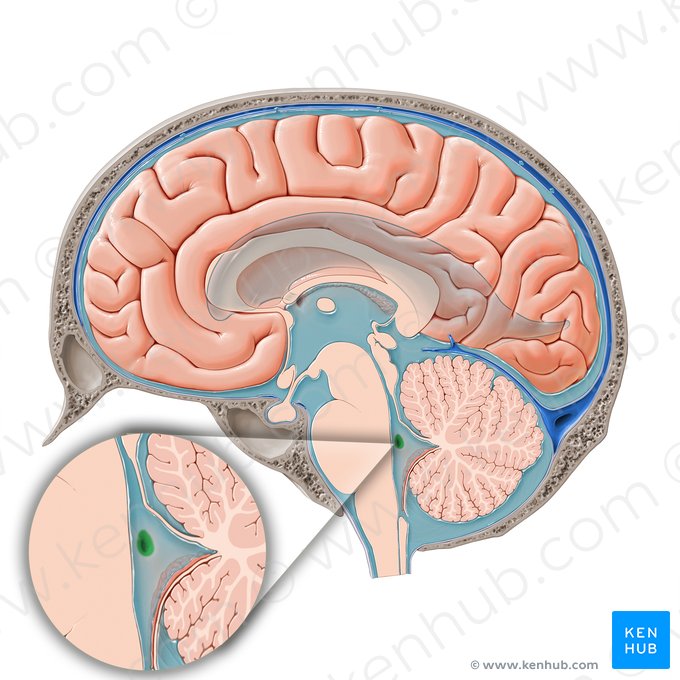 Lateral aperture of fourth ventricle (Apertura lateralis ventriculi quarti); Image: Paul Kim