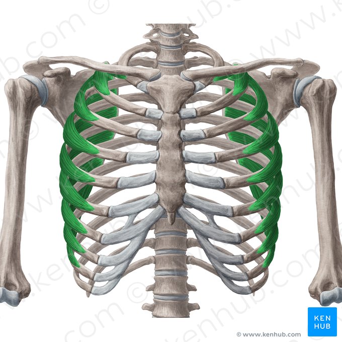 Músculo serrato anterior (Musculus serratus anterior); Imagen: Yousun Koh