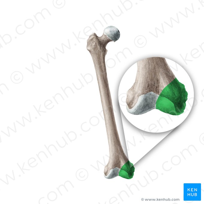 Condyle médial du fémur (Condylus medialis ossis femoris); Image : Liene Znotina