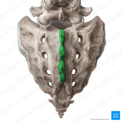 Median sacral crest (Crista sacralis mediana); Image: Liene Znotina