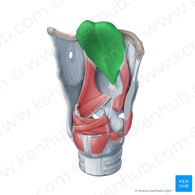 Cartilagem epiglótica (Cartilago epiglottica); Imagem: Paul Kim