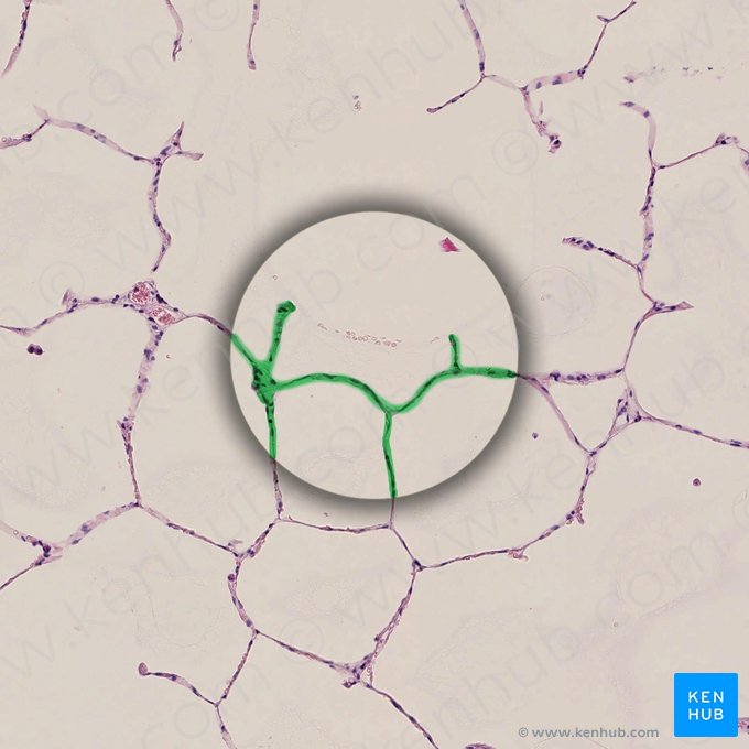 Septum interalveolare (Alveolarsäckchen); Bild: 