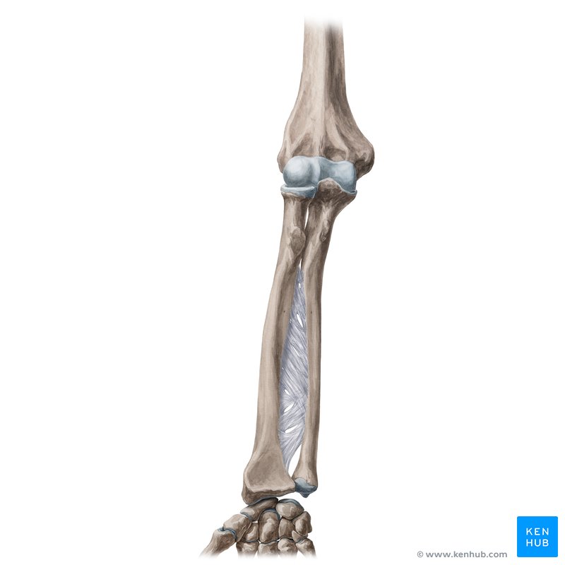 Head of radius: Anatomy and function | Kenhub