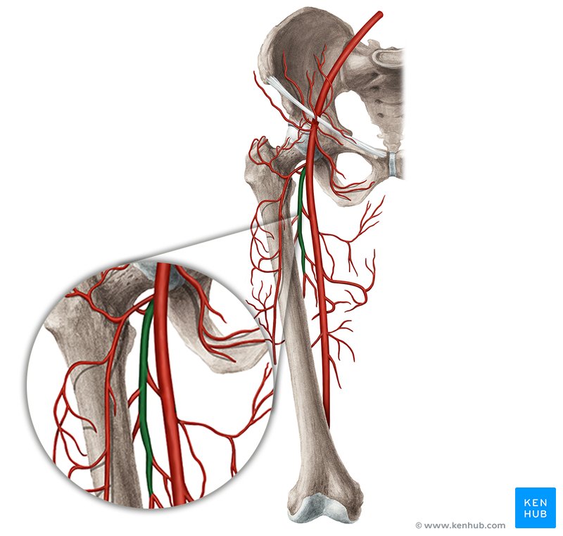 Deep femoral artery (Arteria profunda femoris)