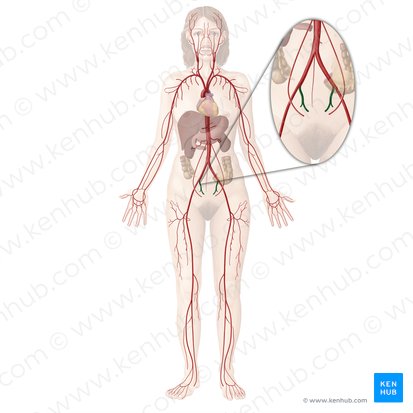 Arteria ilíaca interna (Arteria iliaca interna); Imagen: Begoña Rodriguez