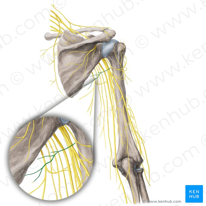 Nerf pour le muscle petit rond (Nervus musculi teretis minoris); Image : Yousun Koh