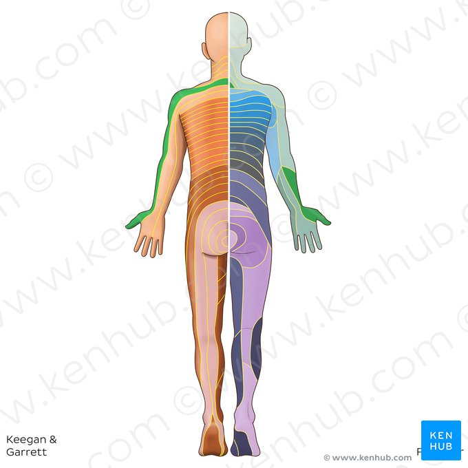 C6 dermatome (Dermatoma C6); Image: Irina Münstermann