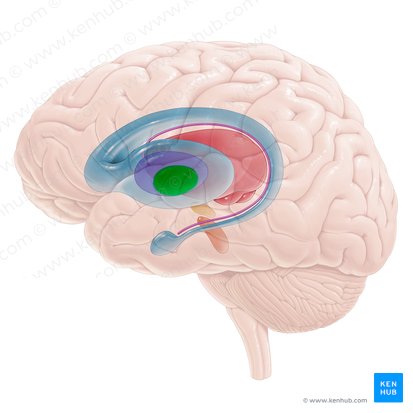 Medial segment of globus pallidus (Globus pallidus medialis); Image: Paul Kim