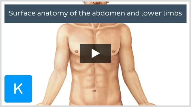 Abdomen and pelvis: structure and function