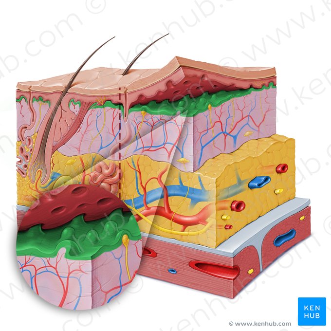 Papillary layer of dermis (Stratum papillare dermis); Image: Paul Kim