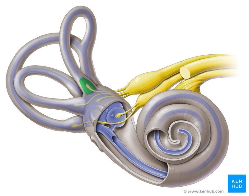Anterior membranous ampulla - ventral view