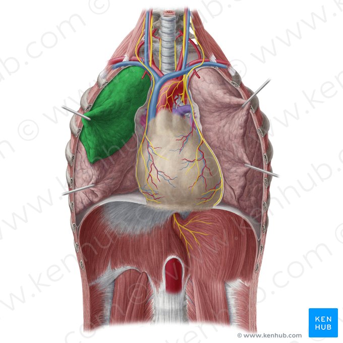 Lobus superior pulmonis dextri (Oberlappen der rechten Lunge); Bild: Yousun Koh