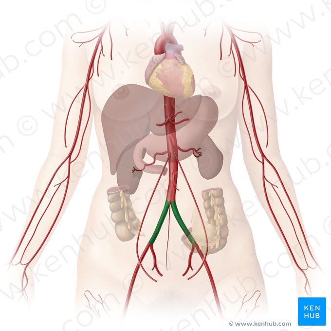 Common iliac artery (Arteria iliaca communis); Image: Begoña Rodriguez