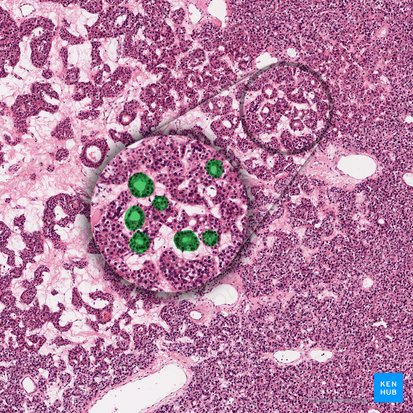 Pseudofolliculus parathyroideus (Pseudofollikel); Bild: 