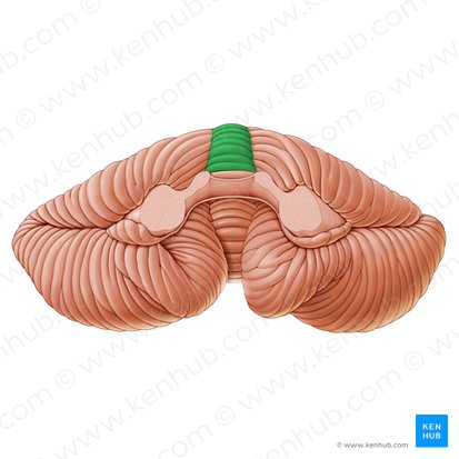 Lobule central du vermis (Lobulus centralis vermis); Image : Paul Kim