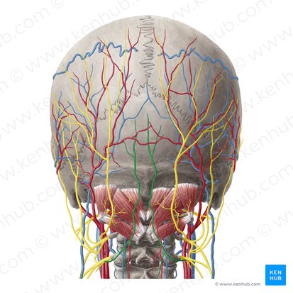 Third occipital nerve (Nervus occipitalis tertius); Image: Yousun Koh