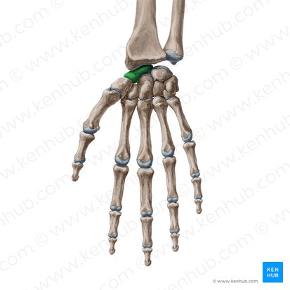 Scaphoid bone (Os scaphoideum); Image: Yousun Koh