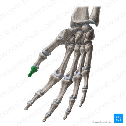 Distal phalanx of thumb (Phalanx distalis pollicis); Image: Yousun Koh