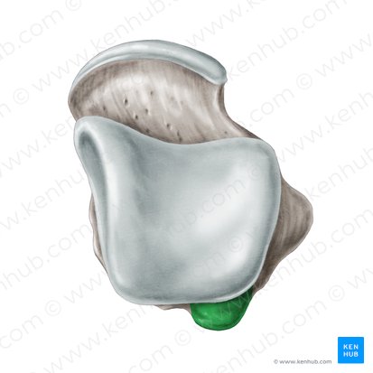 Lateral tubercle of posterior process of talus (Tuberculum laterale processus posterioris ossis tali); Image: Samantha Zimmerman