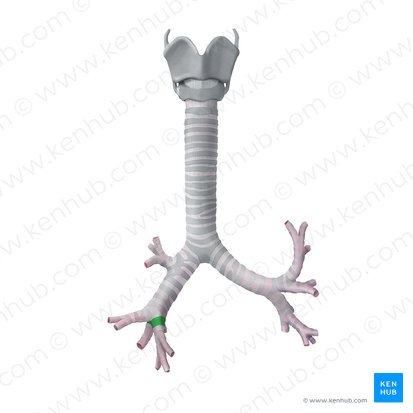 Bronche lobaire inférieure droite (Bronchus lobaris inferior dexter); Image : Begoña Rodriguez