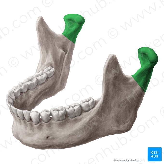 Condylar process of mandible (Processus condylaris mandibulae); Image: Yousun Koh