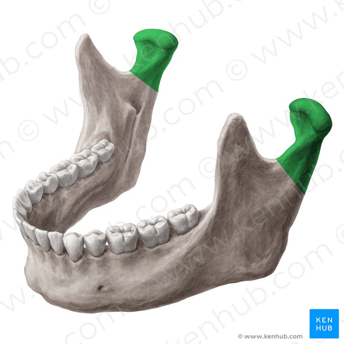 Processus condylaris mandibulae (Gelenkfortsatz des Unterkieferknochens); Bild: Yousun Koh