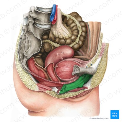 Ramo púbico inferior (Ramus inferior ossis pubis); Imagem: Irina Münstermann