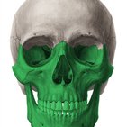 Huesos de la cara (viscerocráneo)