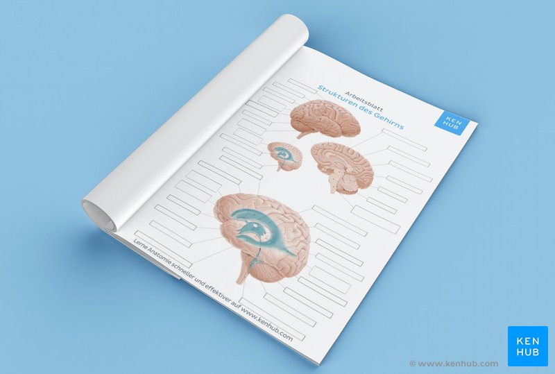 Lerne den Bau des Gehirns mit unserem Neuroanatomie PDF Arbeitsblatt