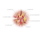 Circulus arteriosus Willisii