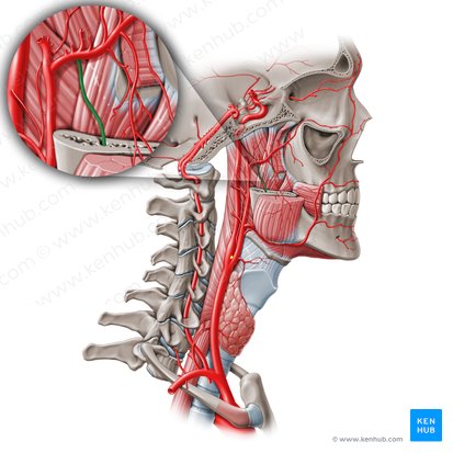 Inferior alveolar artery (Arteria alveolaris inferior); Image: Paul Kim