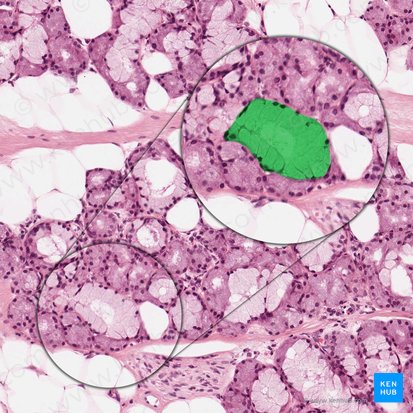 Mucous acinous (Acinus mucosus); Image: 