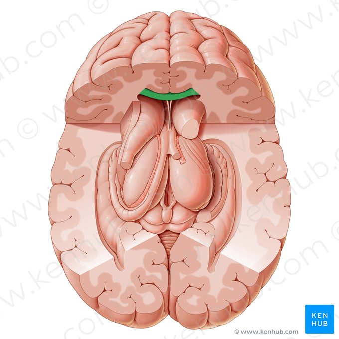 Corpus callosum (Hirnbalken); Bild: Paul Kim