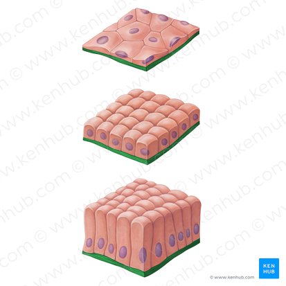 Basement membrane (Membrana basalis); Image: Irina Münstermann