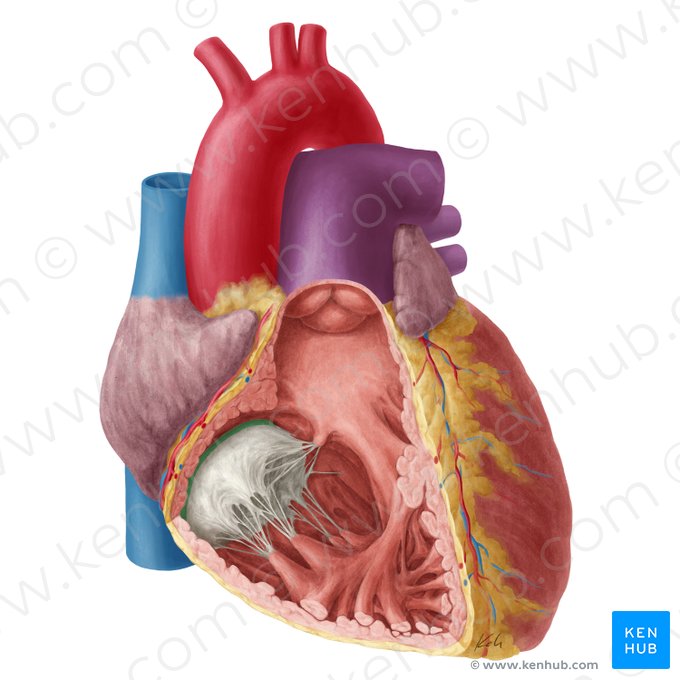 Zona basal de la valva atrioventricular derecha (Zona basalis valvae atrioventricularis dextrae); Imagen: Yousun Koh
