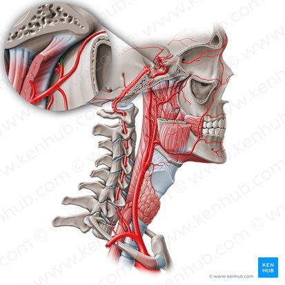 Sphenopalatine artery (Arteria sphenopalatina); Image: Paul Kim