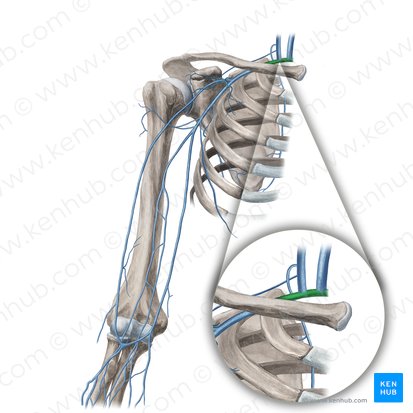 Subclavian vein (Vena subclavia); Image: Yousun Koh