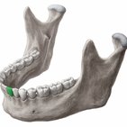 Dentes decíduos