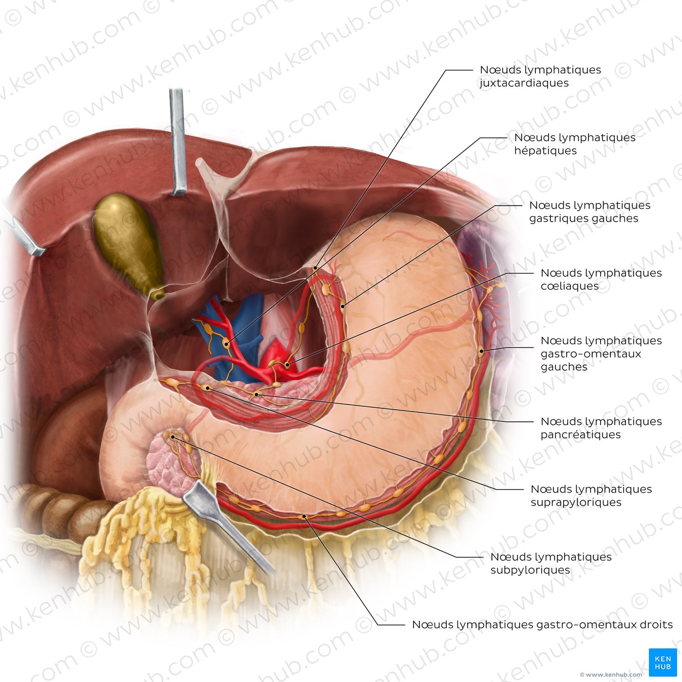 Nœuds et vaisseaux lymphatiques de l’estomac et du foie (vue antérieure)