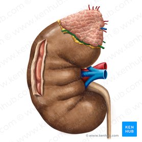Artéria suprarrenal inferior (Arteria suprarenalis inferior); Imagem: Irina Münstermann
