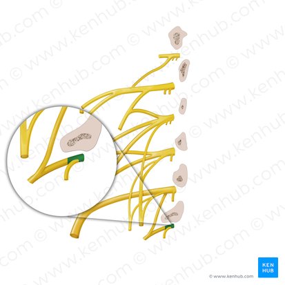 Ramus anterior nervi spinalis L5 (Vorderer Ast des Spinalnervs L5); Bild: Begoña Rodriguez