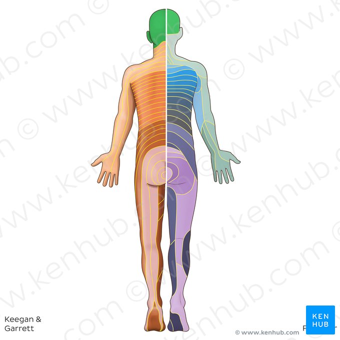 C2 dermatome (Dermatoma C2); Image: Irina Münstermann